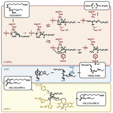 Enzymes-in-jasmonate-biosynthesis-Structure.[taliem.ir]