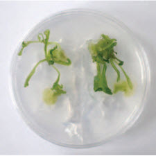 PROTOPLAST CULTURE AND FUSION BETWEEN BRASSICA CARINATA AND[taliem.ir]