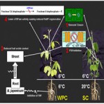 Effects on both the roots and shoots of soybean during dark chilling determine[taliem.ir]