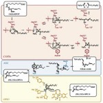 Enzymes-in-jasmonate-biosynthesis-Structure.[taliem.ir]