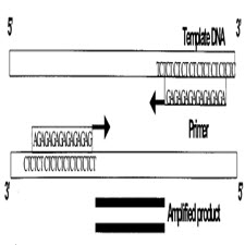 Inter simple sequence repeat (ISSR) polymorphism and its application in[taliem.ir]