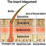 Introduction to Insect[taliem.ir]