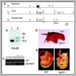 Neurogenin3 cooperates with Foxa2 to autoactivate its own expression[taliem.ir]