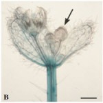 Role of Cytokinin and Auxin in Shaping Root Architecture Regulating[taliem.ir]