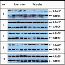 Tissue expression characterization of chicken adipocyte fatty acid-binding[taliem.ir]