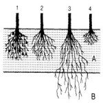 ological nitrogen fixation in trees in agro-ecosystems[taliem.ir]